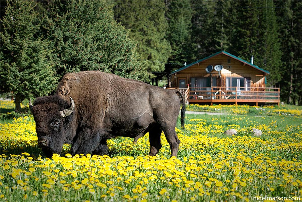 Silver Gate Lodging Cooke City Exteriör bild
